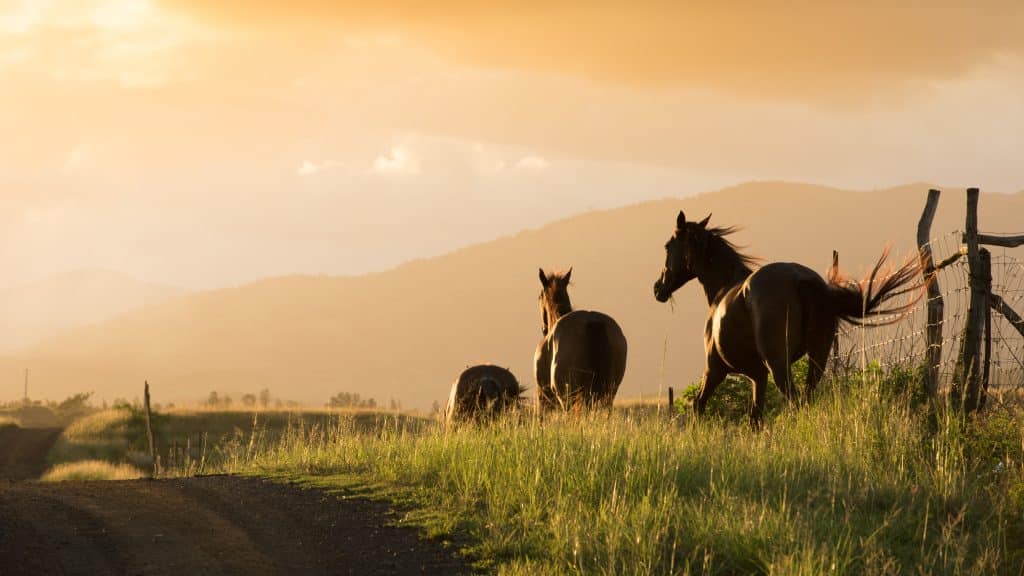 Horses,Running,In,The,Sunset,Light