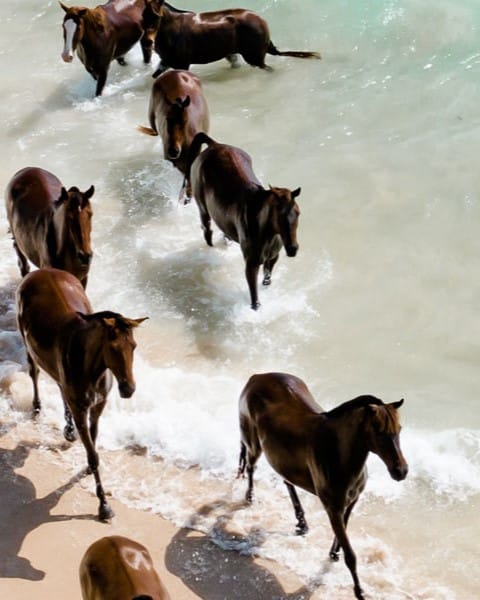 Nihi Sumba Indonésie et Bali chevaux sauvages
