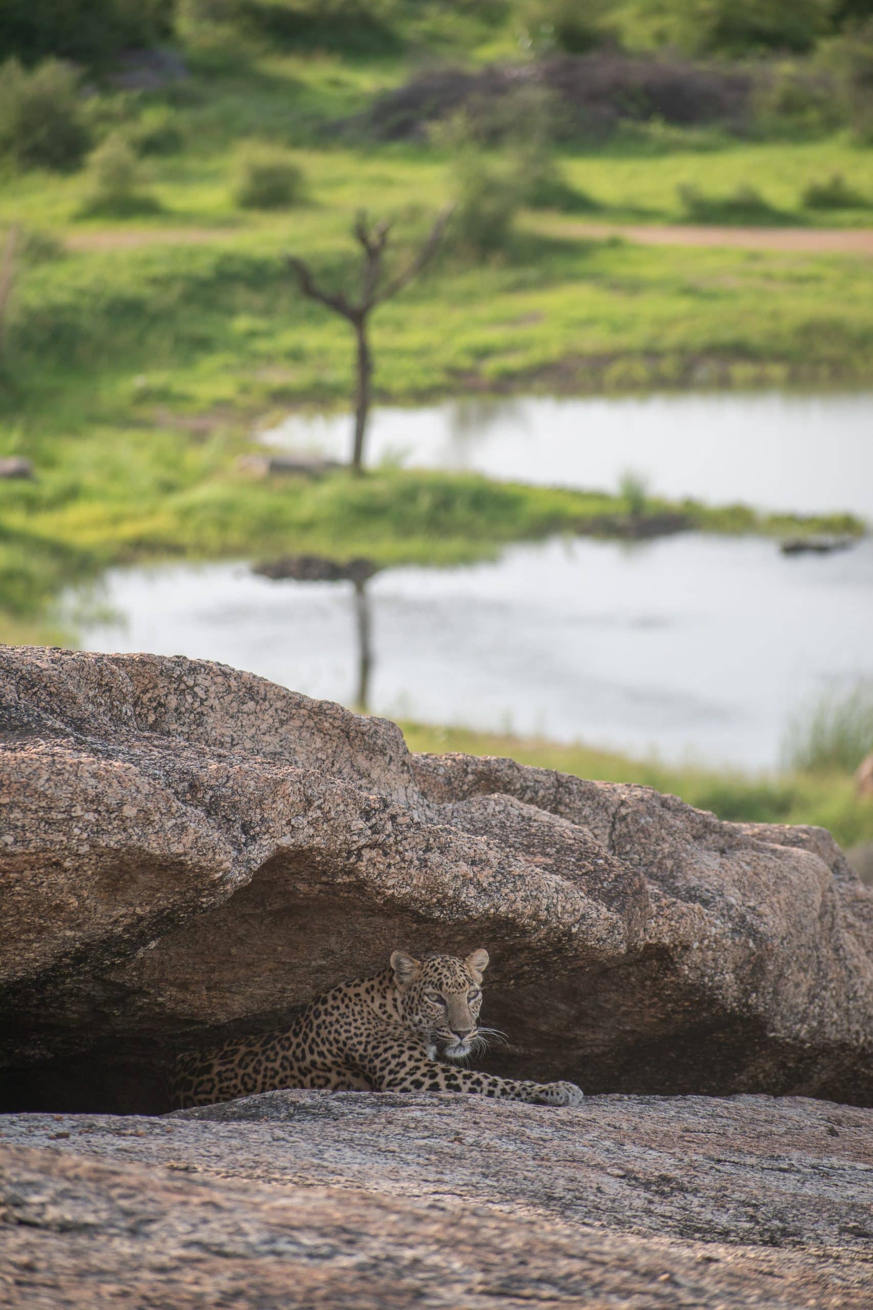 Observation Sujan Jawai Inde du Nord