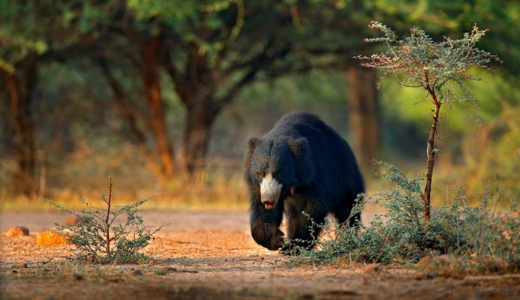 Sloth,Bear,,Melursus,Ursinus,,Ranthambore,National,Park,,India.,Wild,Sloth