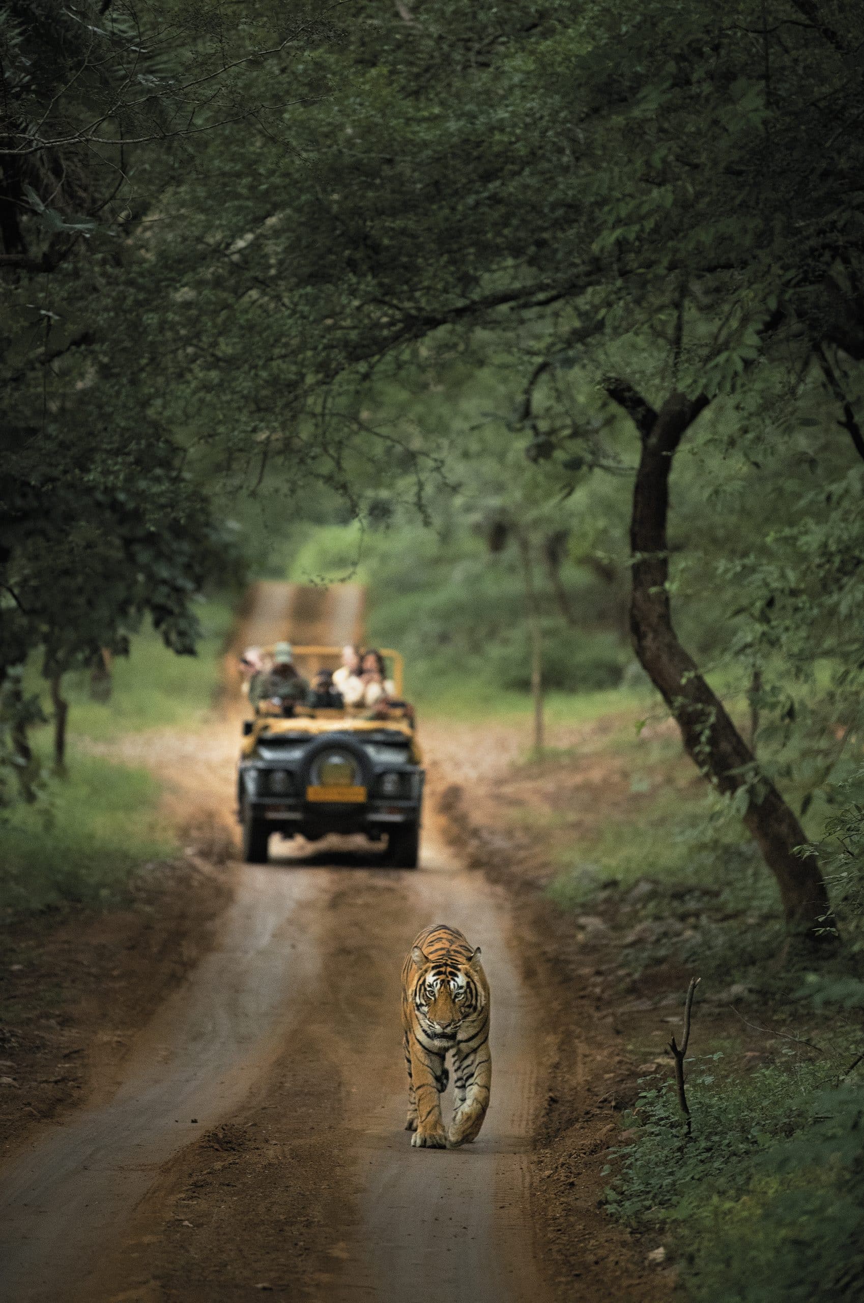 Safari tigre Sujan Sher Bagh Inde du Nord