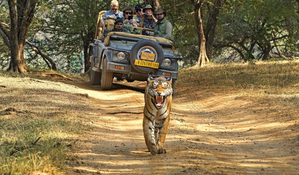 Safari tigre sur la piste des grands félins Inde du Nord