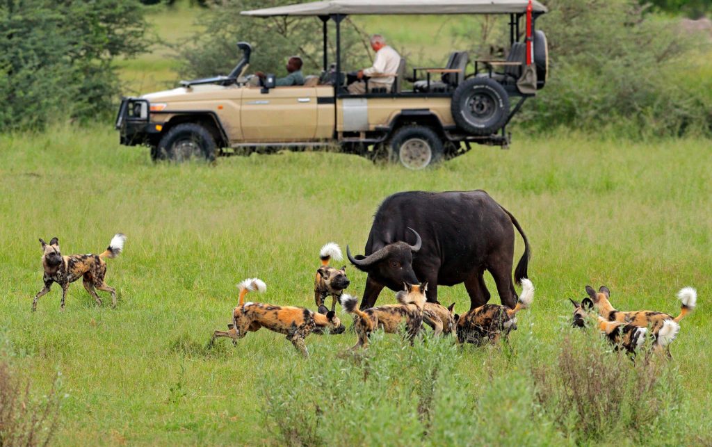 African,Safari,,Car,With,Nature,Lovers.,Wild,Dog,Hunting,In