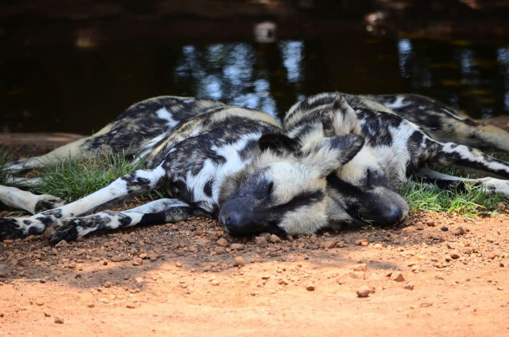 Sauver le lycaon Painted Dog Conservation Zimbabwe deux lycaons endormis dans le centre