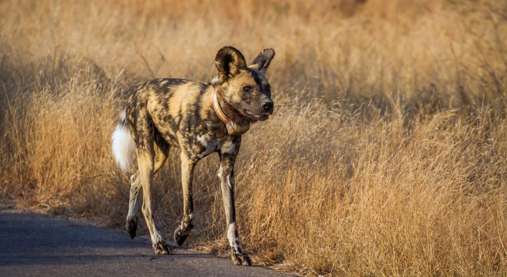 African,Wild,Dog,With,Radio,Collar,Walking,On,Safari,Road