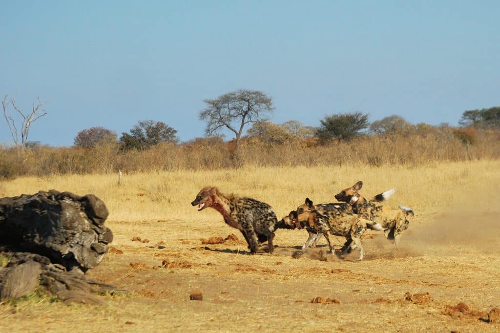 Spotted,Hyenas,And,Wild,Dogs,Fight