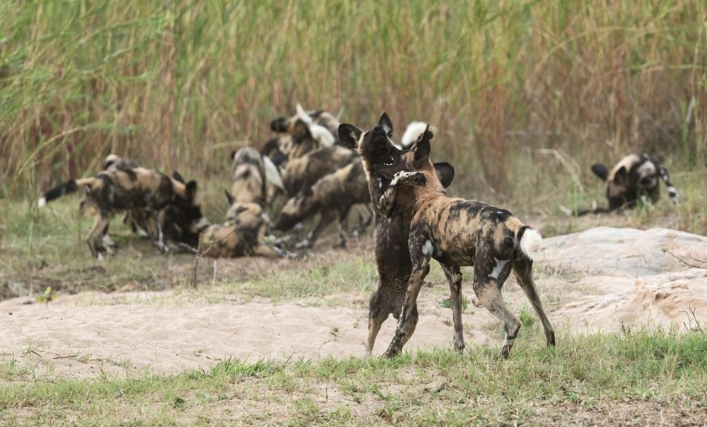 Sauver le lycaon Painted Dog Conservation Zimbabwe scène de vie d'un groupe de lycaons