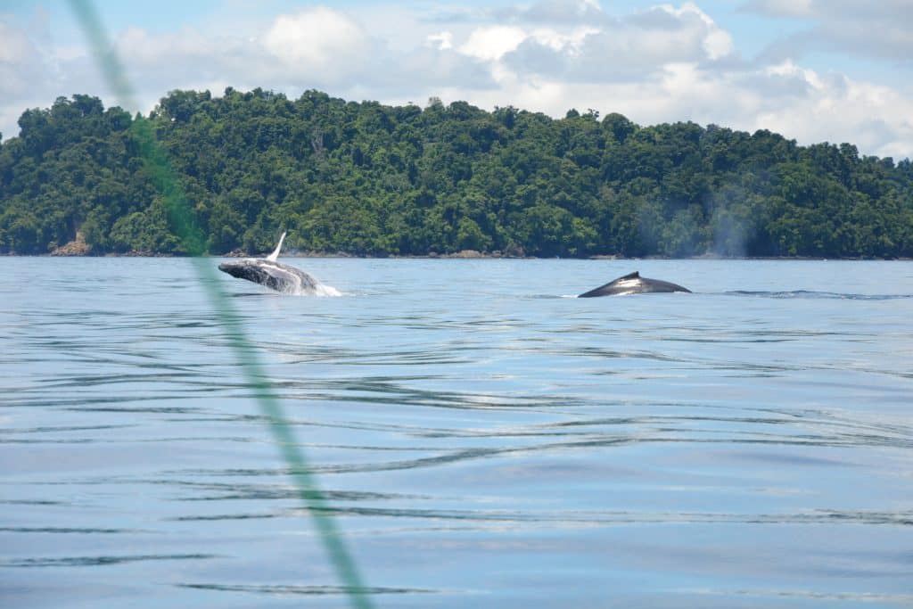 Snorkeling,And,Whale,Watching,In,Coiba,Panama