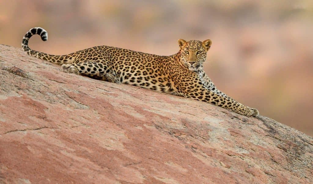 Jawai ,India's,Leopard,Hills,Is,Home,To,Close,To,