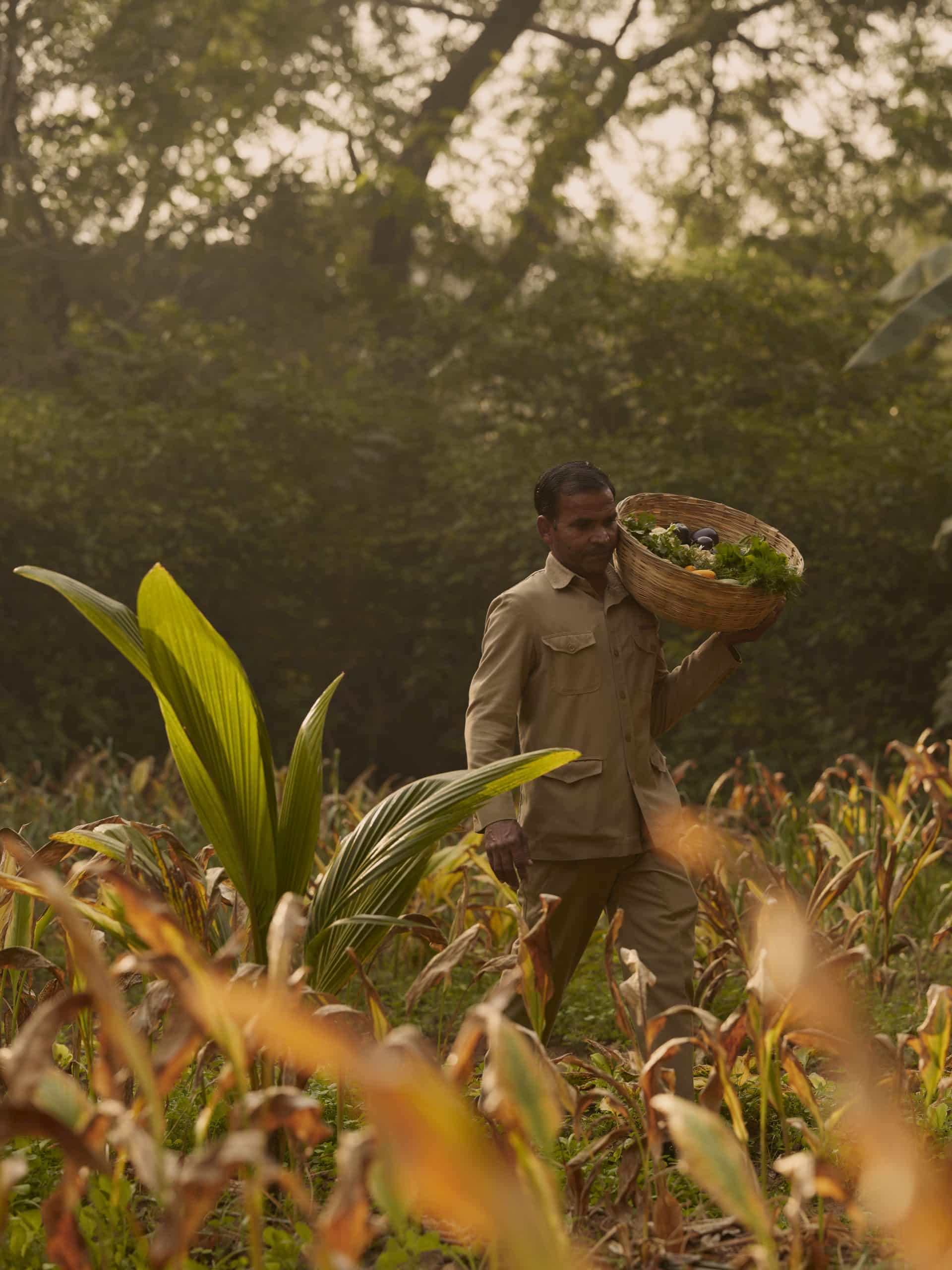 Aman i Khas Inde jardin potager