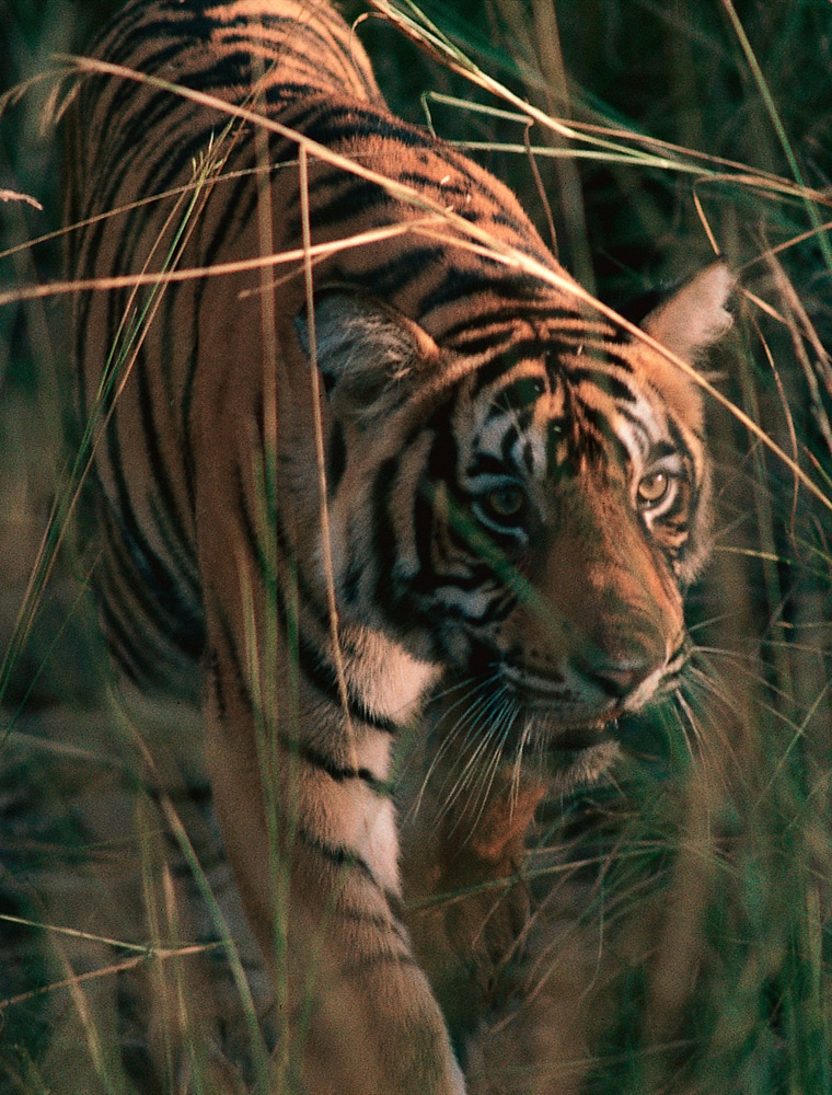 Aman i Khas Inde tigre