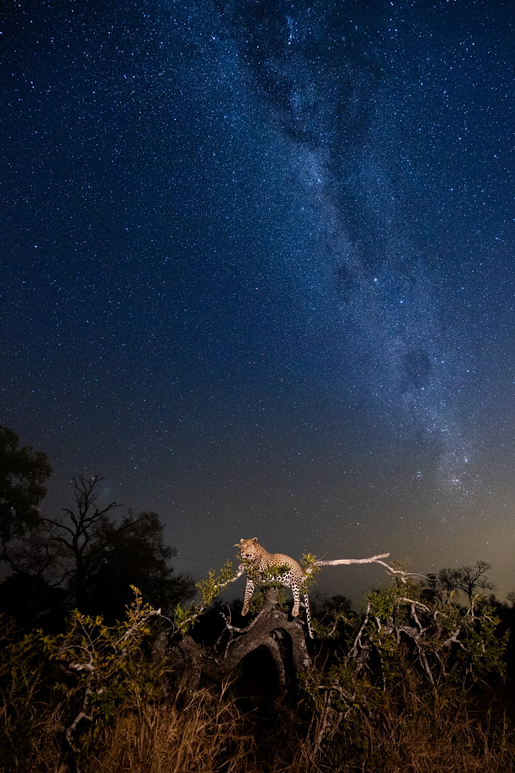 Sabi Sabi Little Bush Camp Afrique du Sud observation léopards