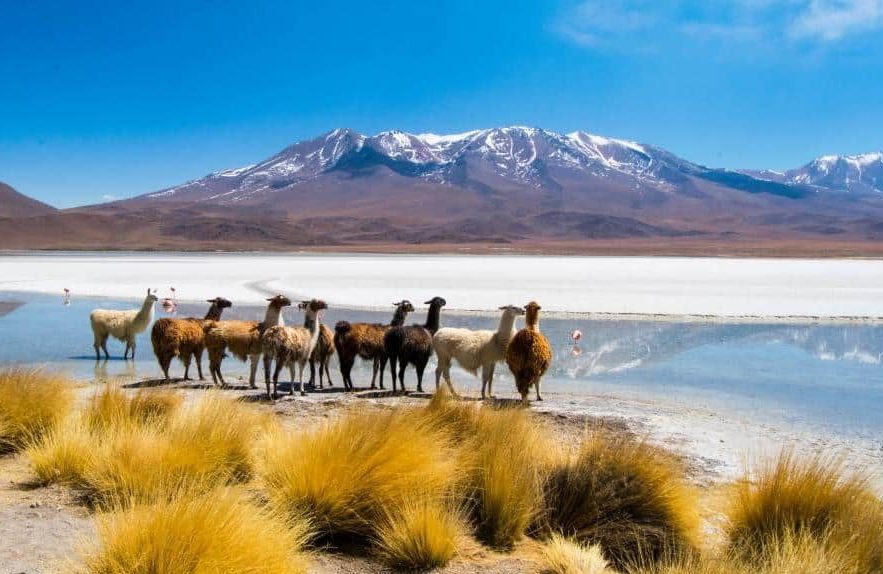 voyage au coeur de la cordillère des andes  lama au bord de l'eau