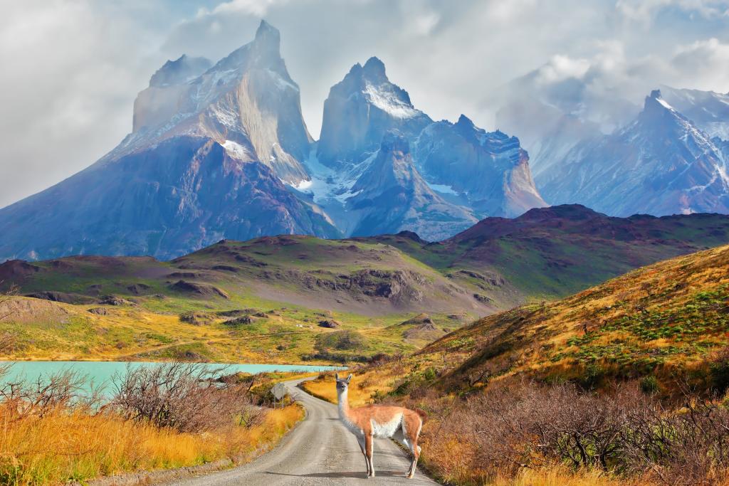 voyage au coeur de la cordillère des andes lama face à la montagne