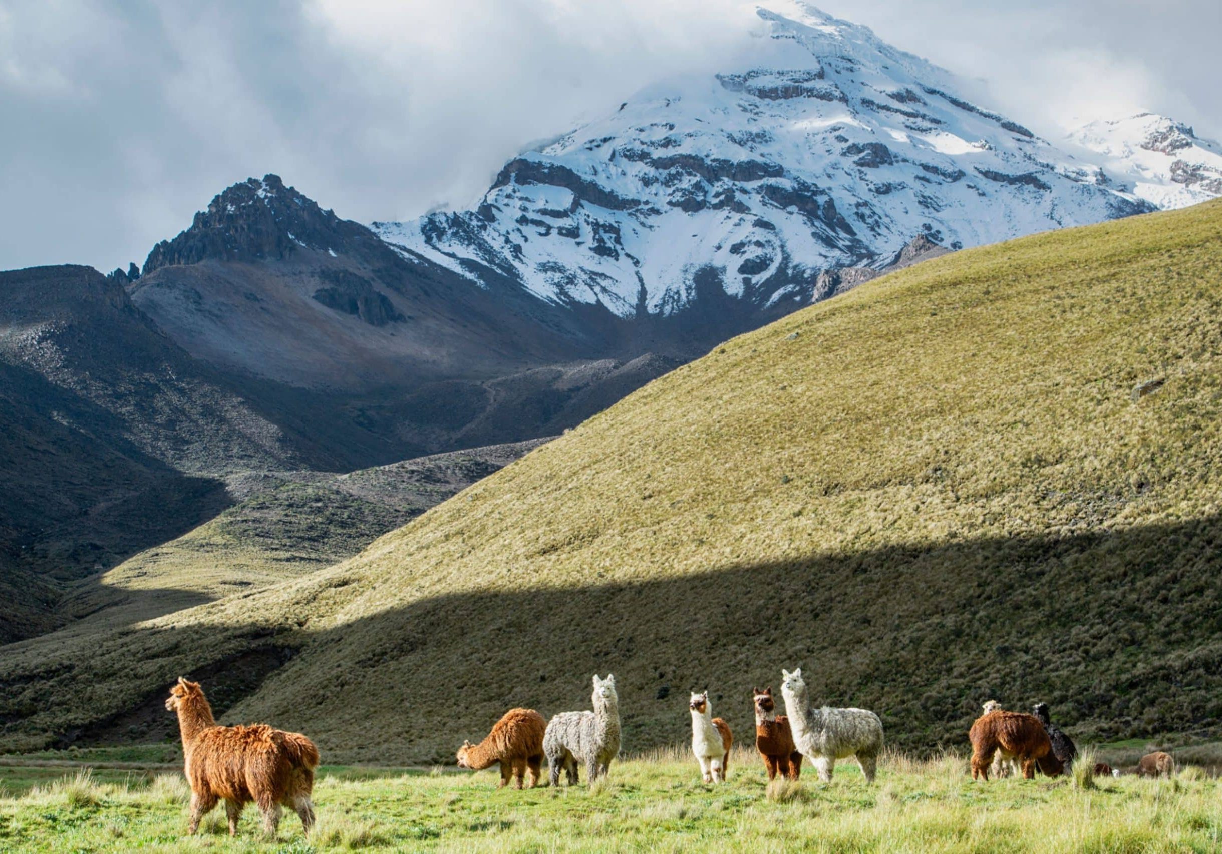 Alpacas,In,Front,Of,Chimborazo,Volcano,,Andes,,Ecuador