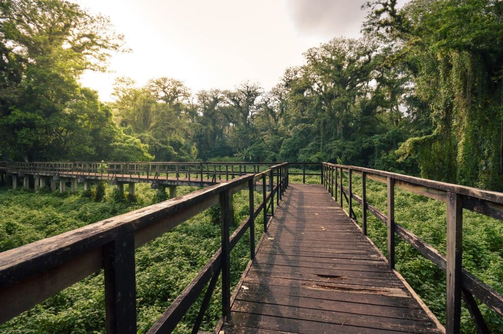 Long,Wooden,Boardwalk,Through,The,National,Park,Of,Los,Naranjos