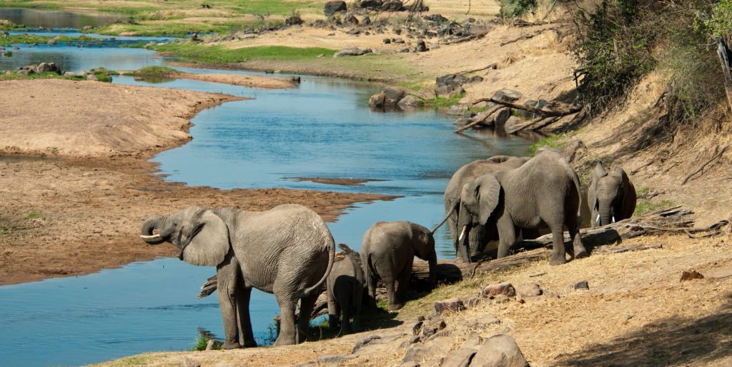 Elephants,Quenching,Their,Thirst,In,The,Great,Ruaha,River,,Tanzania.