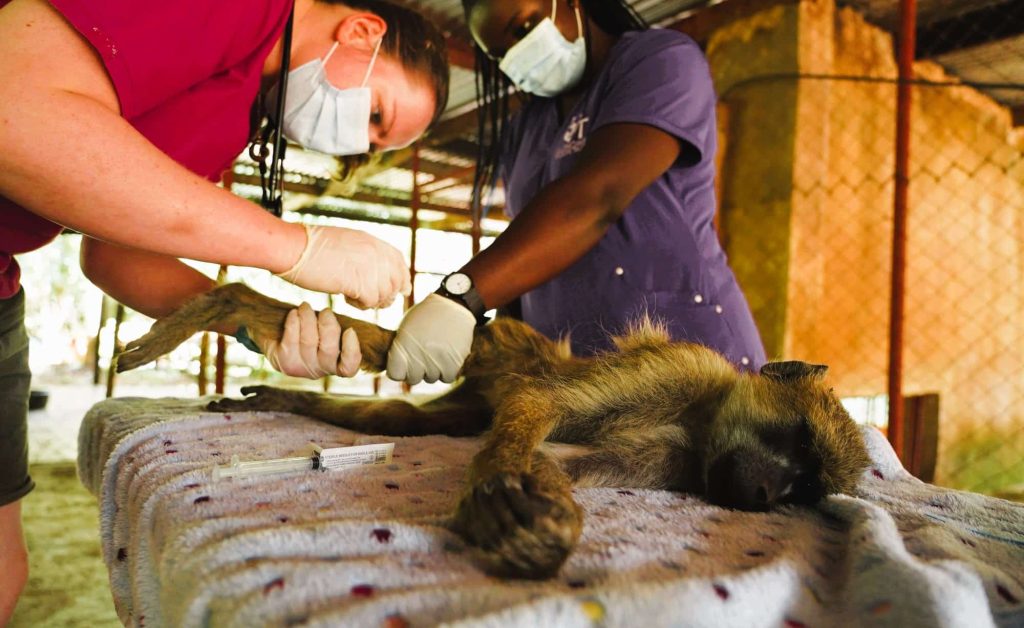 opération chirurgicale singe Lilongwe Wildlife Center Mozambique
