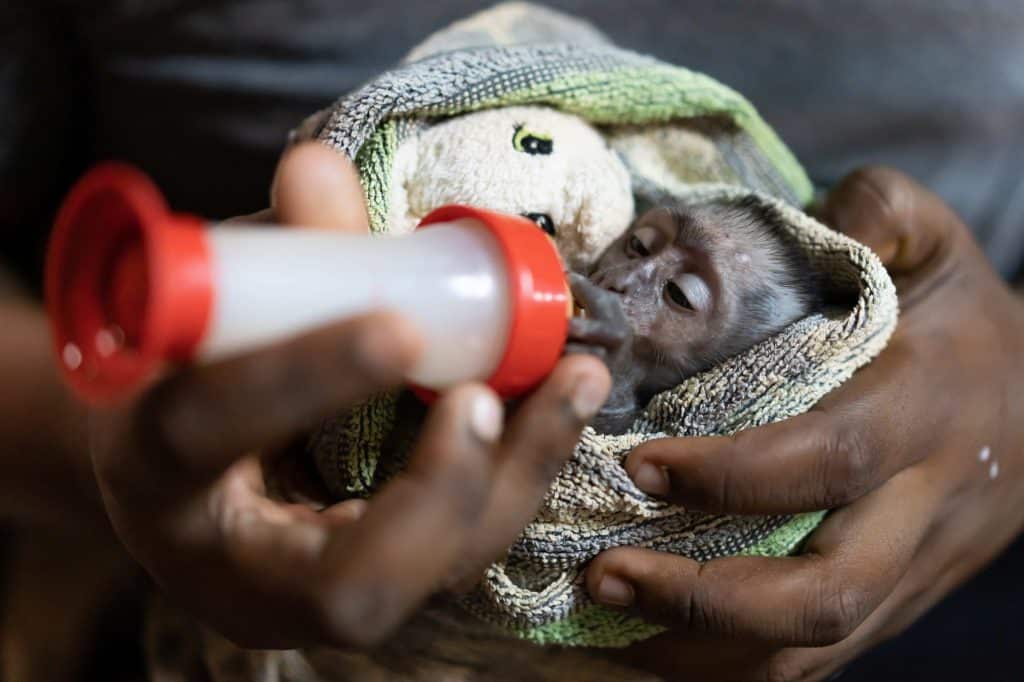 sauvetage jeune singe Lilongwe Wildlife Center Mozambique