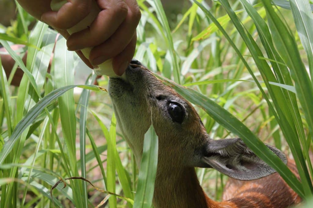 soin et nourriture antilope Lilongwe Wildlife Center Mozambique