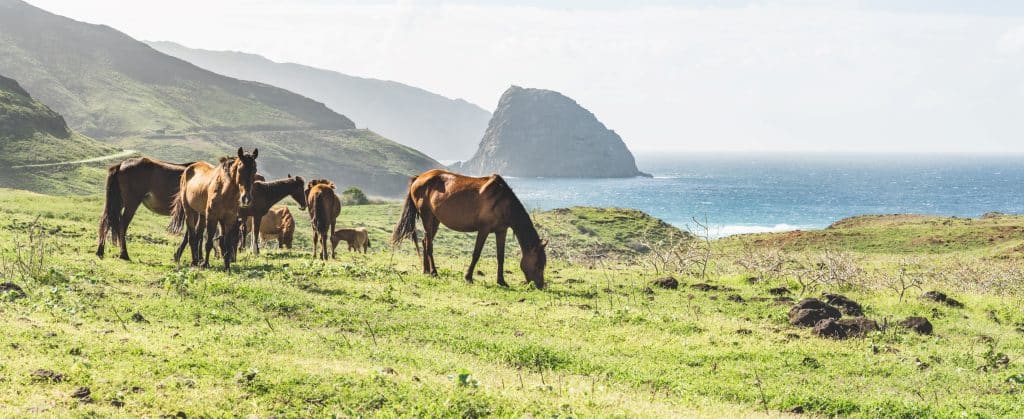 Chevaux sauvages des Marquises en Polynésie française au fil de l’eau