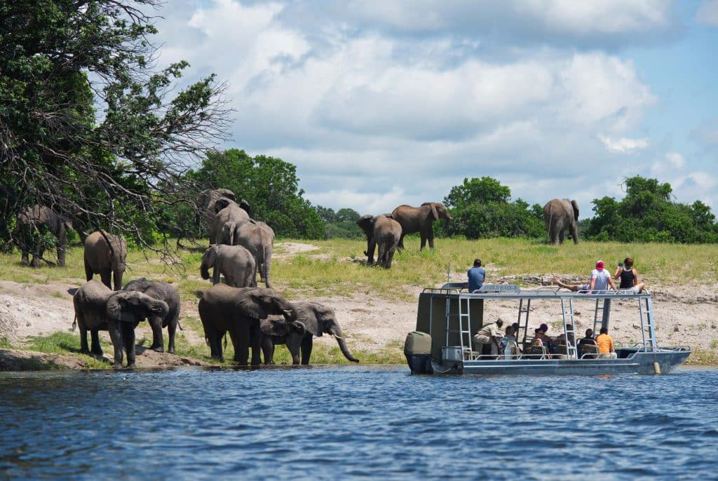 Excursion éléphant lors de sa croisière sur le fleuve Chobe au Botswana