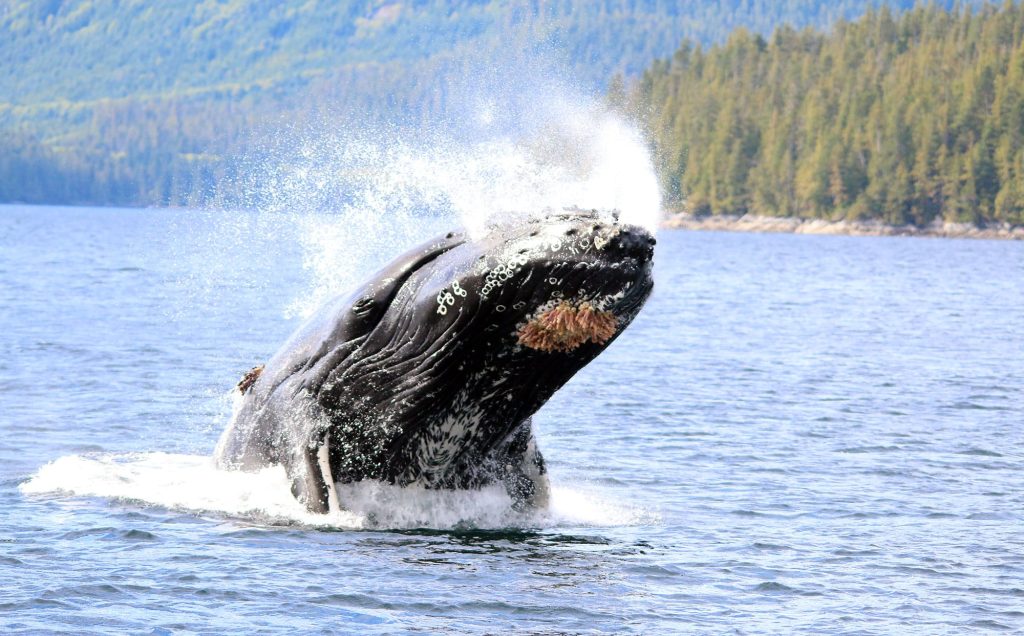 Observation de baleine lors de sa croisière de luxe en Colombie Britannique au Canada