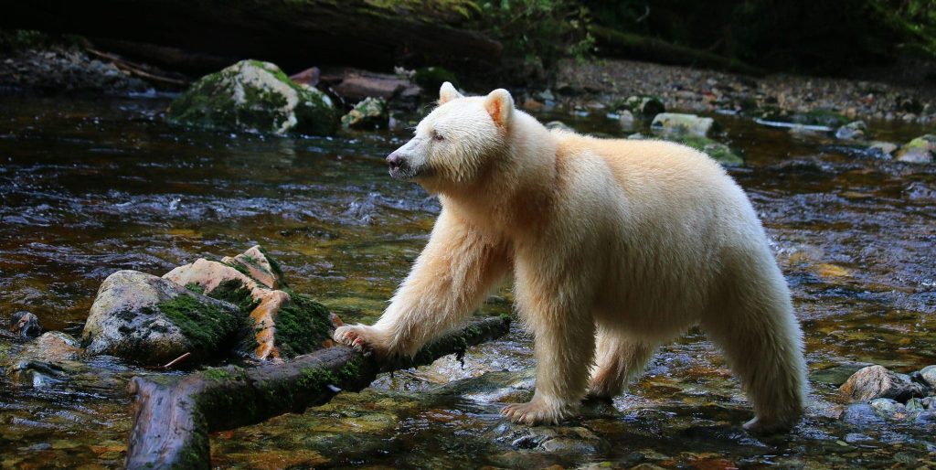Observation de l'ours Kermode croisière de luxe au Canada