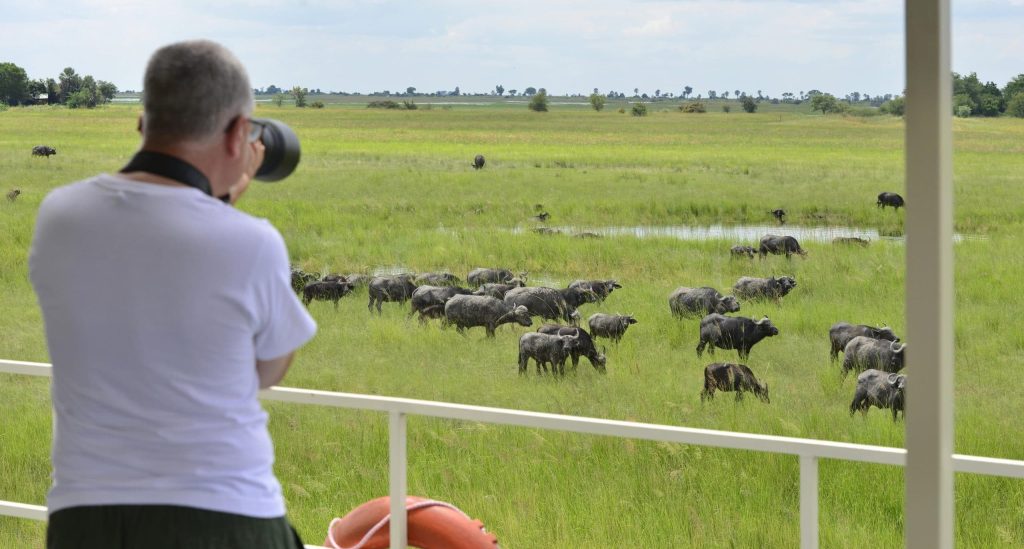 Observation des buffles lors de sa croisière sur le fleuve Chobe au Botswana