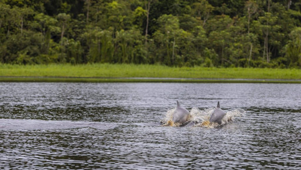 Observation des dauphins roses lors d'une croisière de luxe et villages indigènes au Pérou