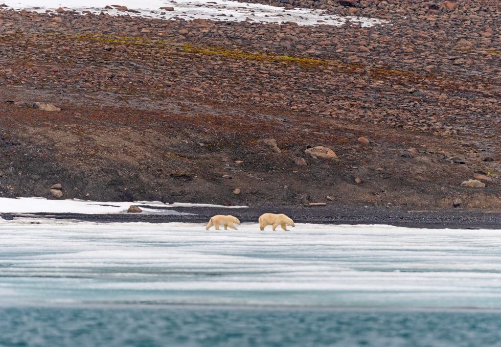 Polar,Bear,Mother,And,Cub,Wander,An,Icy,Shore,In