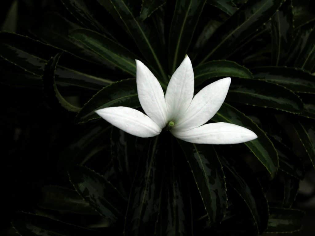 Apetahia,Raiateensis,Flower,In,Raiatea,,French,Polynesia