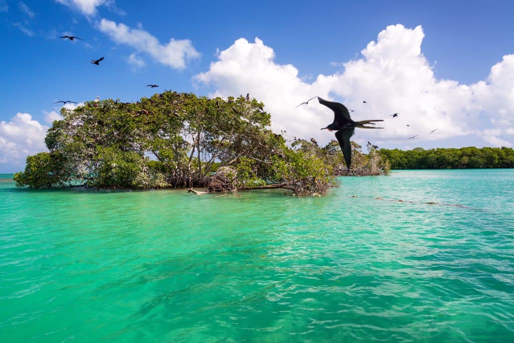 Mangrove,And,Frigatebirds,In,The,Caribbean,Sea,In,The,Sian