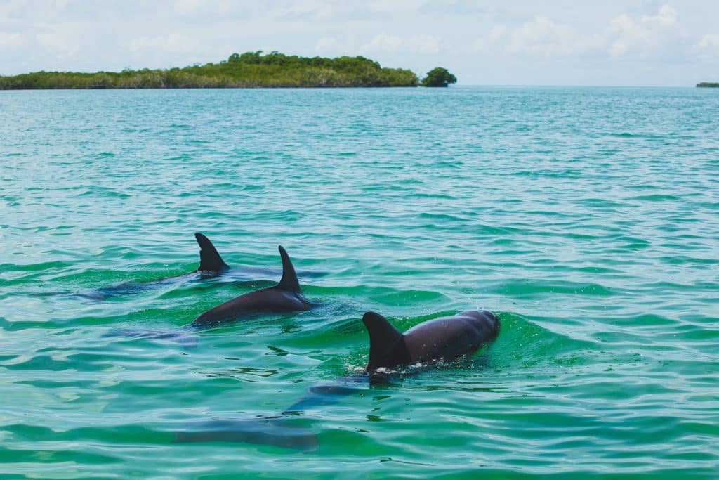 A,Wild,Dolphins,Swimming,On,A,Sanctuary,Of,Sian,Ka'an.