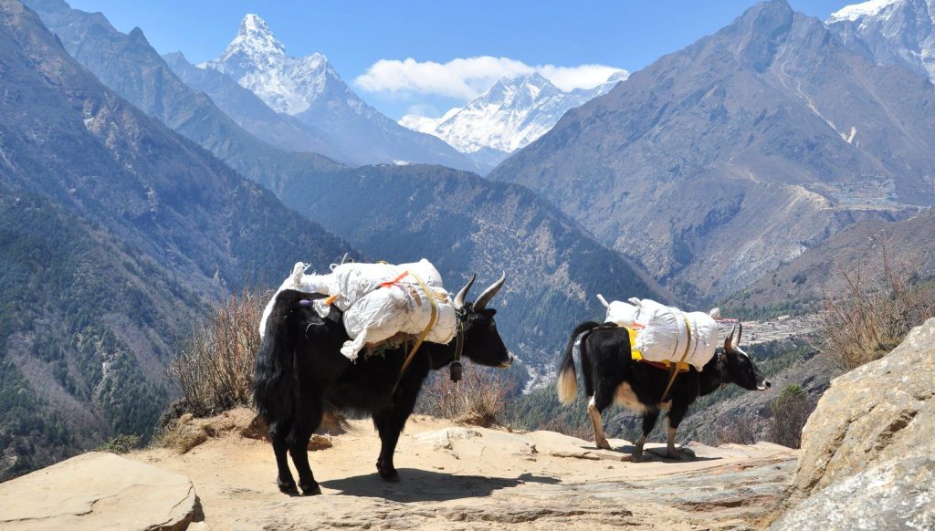 Yaks,In,The,Background,Of,Summits,Of,Mount,Everest,,Lhotse