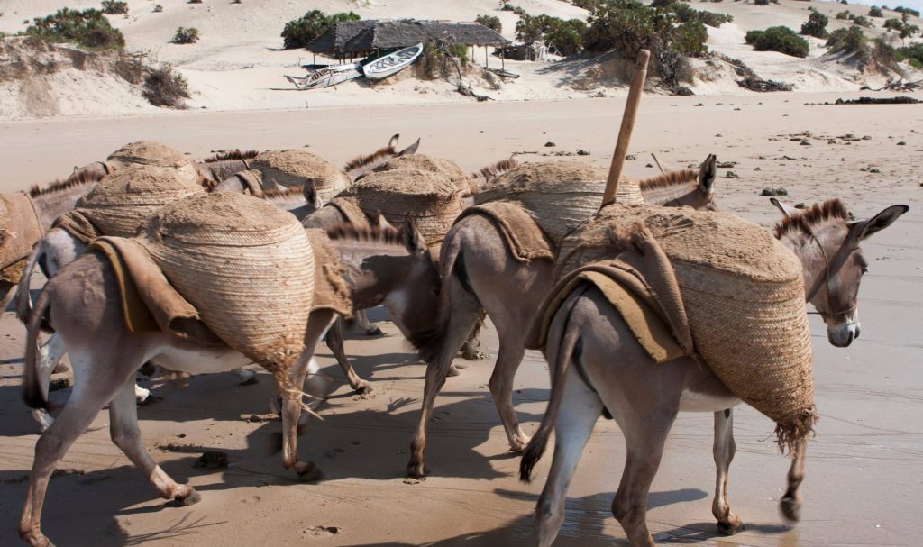 Lamu,/,Kenya, ,September,6th,2010:,Donkeys,Are,Used
