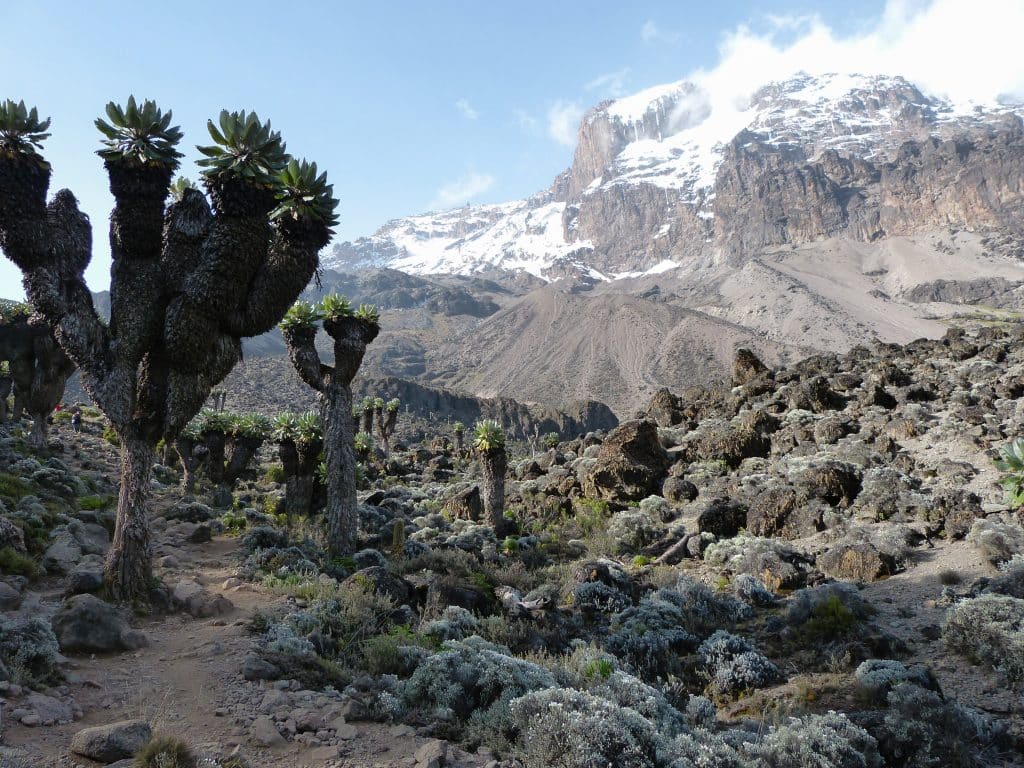 Senecio,Trees,On,The,Lemosho,Route,To,Mount,Kilimanjaro,In