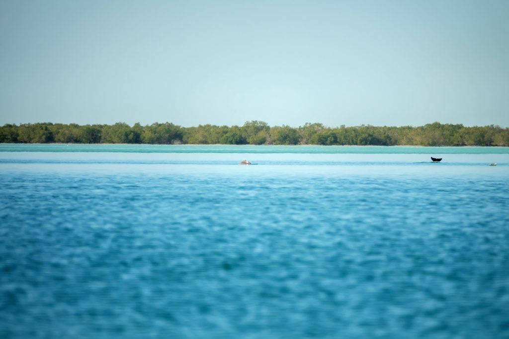 Dolphins,(probably,Bottlenose,Dolphins),In,The,Persian,Gulf,,Near,Mangroves