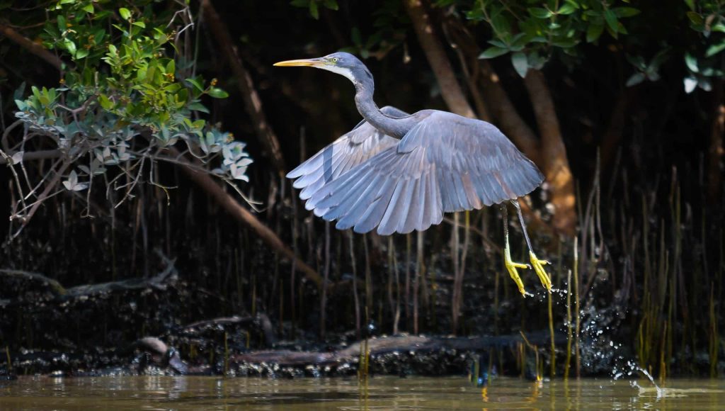 Western,Reef,Heron,Bird,In,Eastern,Mangroves