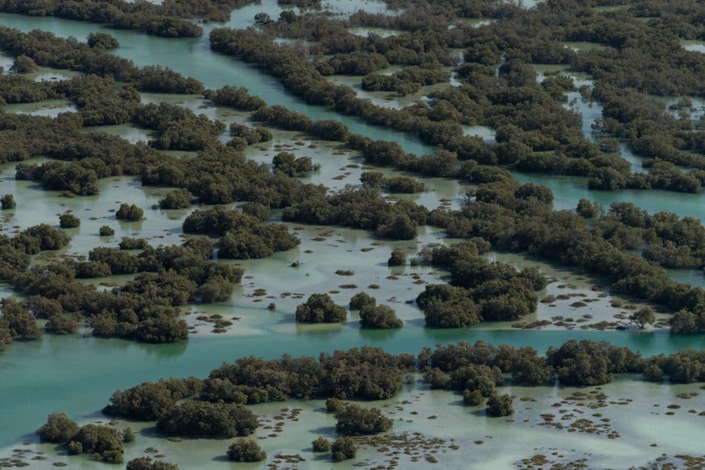 Mangrove,Forest,In,Abu,Dhabi,Coasts