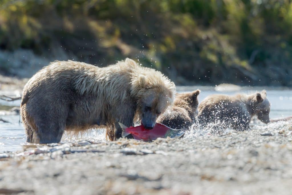 Brown,Bear,Hunting,For,Sockeye,Salmon,With,Her,Two,Spring
