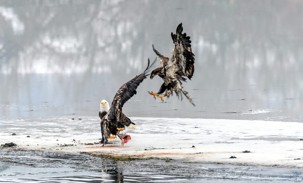 Bald,Eagles,(haliaeetus,Leucocephalus),Fighting,For,Salmon,In,Nicomen,Slough,