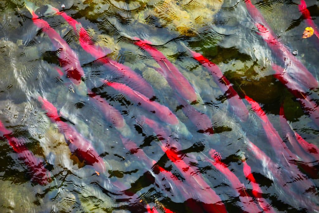 Salmon,Run,At,Adams',River,On,A,Dominant,Year.,The