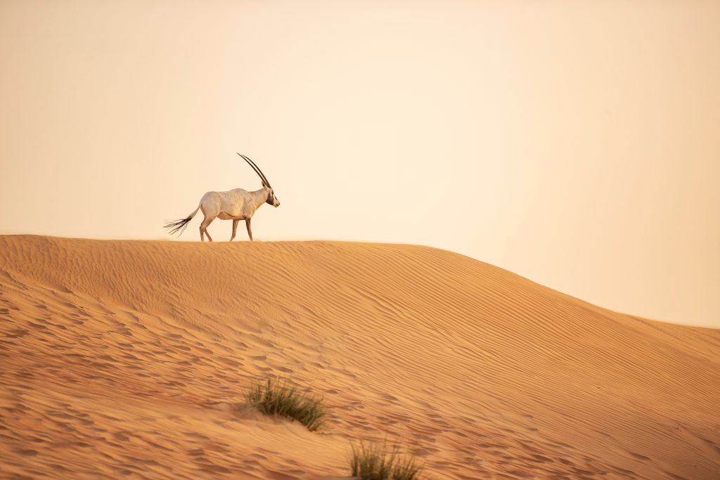 Arabian,Oryx,In,The,Red,Sands,Desert,Conservation,Area,Of