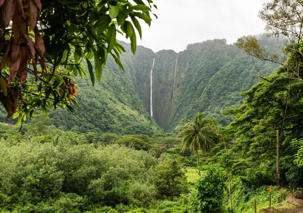 Randonnée sur les volcans d’Hawaï Chutes d'Akaka