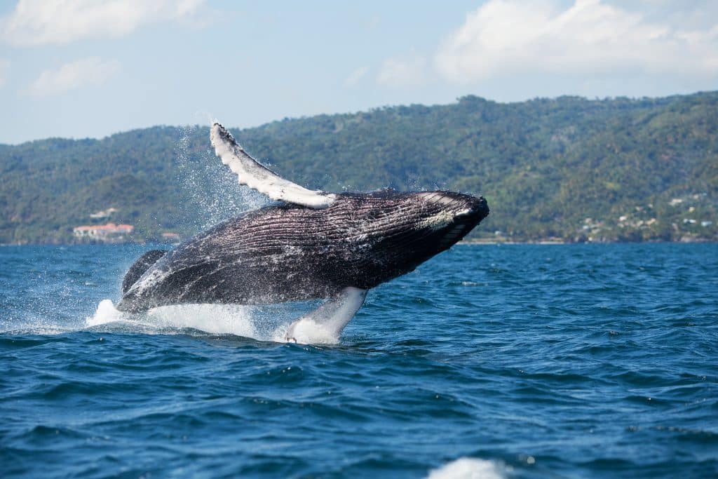 The,Humpback,Whale,Photographed,In,The,Waters,Of,Samana,Peninsula,