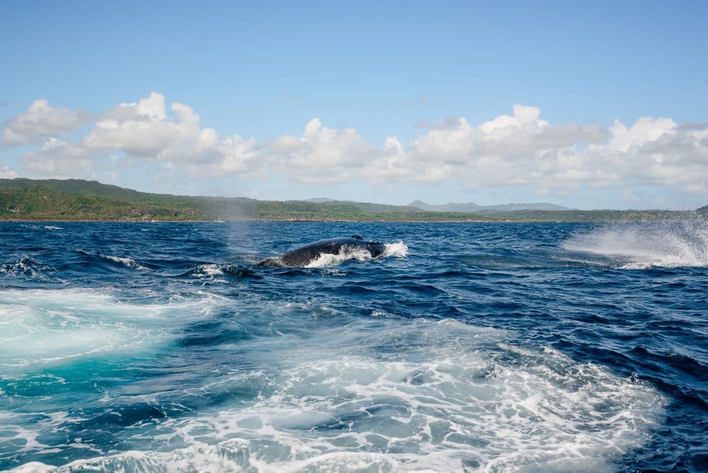 A,Humpback,Whale,Jumps,Out,Of,The,Water.,Samana,Peninsula,