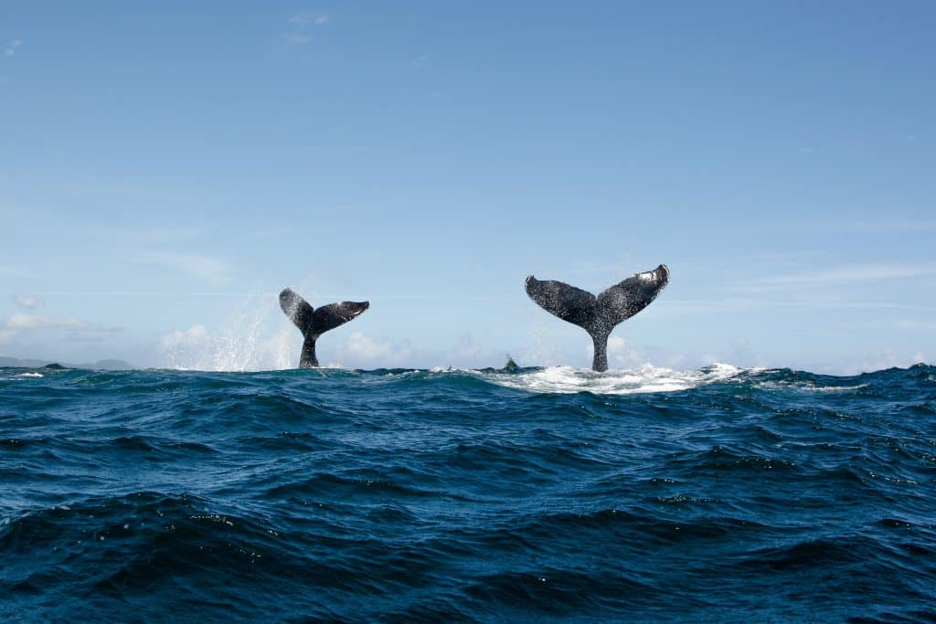 Double,Humpback,Whale,Tail,In,Samana,,Dominican,Republic