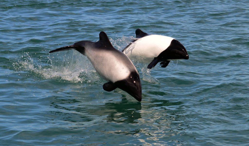 Two,Commerson's,Dolphins,Jumping,In,The,Sea,(cephalorhynchus,Commersonii)