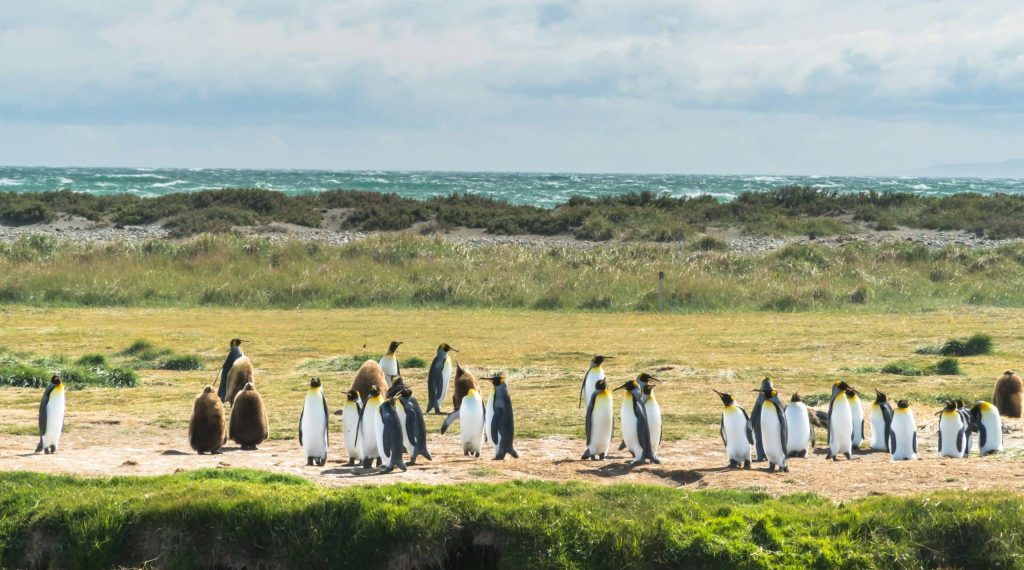 Safari marin dans le détroit de Magellan Chili manchots royan dans la baie inutile